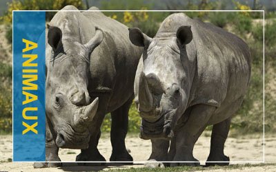 Rhinocéros – Peaugres (07) – La journée mondiale du Rhinocéros – Peaugres 07 – oct 2022